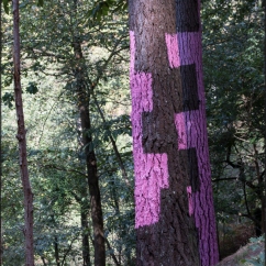 Bosque pintado Oma