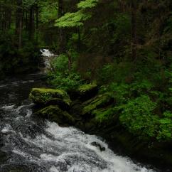 Tongass_National_Forest_3
